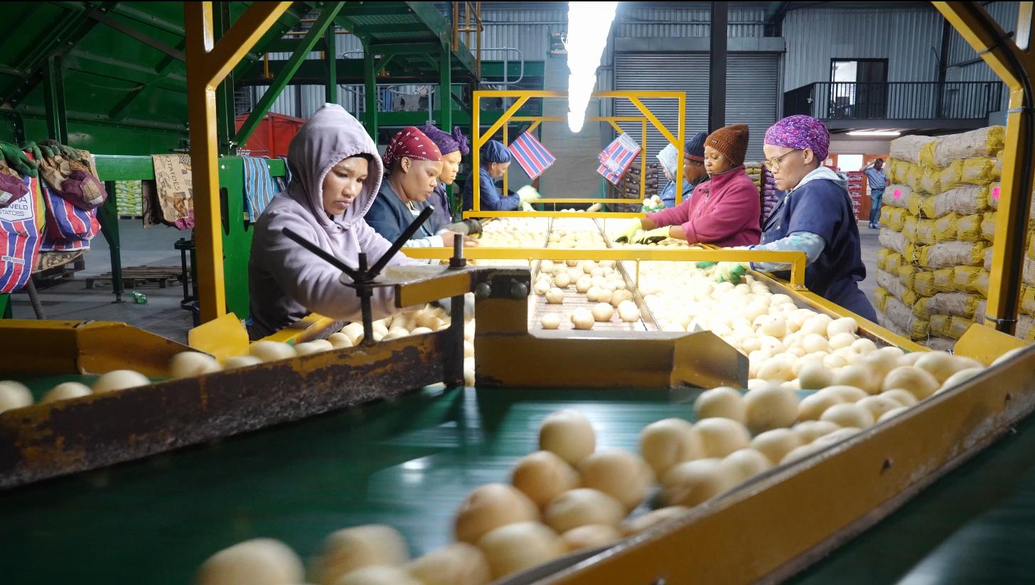 Farmers are packing the potatoes for the market(1).jpg